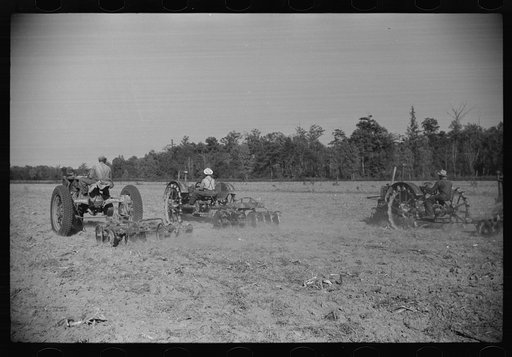 Untitled photo, possibly related to: Planting oats on plantation after cotton harvest is over,  Mileston, Mississippi Delta, Mississippi