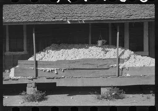 Cotton on porch of Negro tenant's house. They store it there until there is enough picked to make a bale before taking it to plantation gin. Mileston, Mississippi Delta, Mississippi