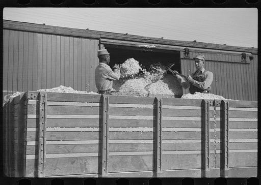 Untitled photo, possibly related to: Cotton seed from the gin being transferred from truck to freight cars for shipment to cotton seed oil plants, Mileston, Mississippi Delta, Mississippi