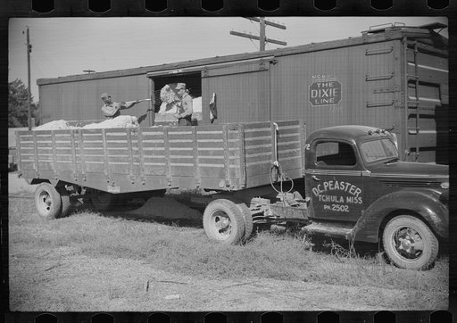 Cotton seed from the gin being transferred from truck to freight cars for shipment to cotton seed oil plants, Mileston, Mississippi Delta, Mississippi
