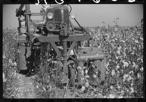 Rust cotton picker in cotton field, Cloverdale Plantation, Clarksdale, Mississippi Delta, Mississippi