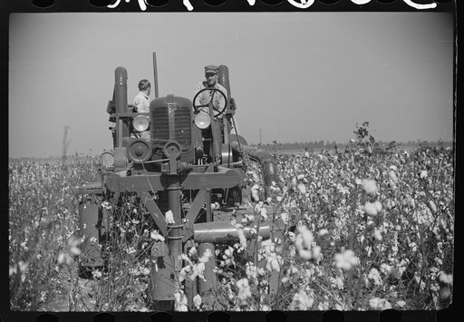 Untitled photo, possibly related to: Rust cotton picker in cotton field, Cloverdale Plantation, Clarksdale, Mississippi Delta, Mississippi