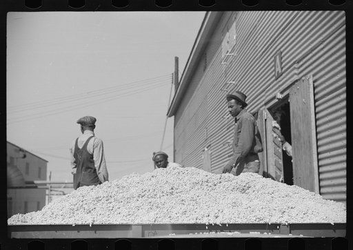 Untitled photo, possibly related to: Loading cotton seed from seed house into truck to be taken to cotton seed oil plant, Hopson Plantation Company, Clarksdale, Mississippi