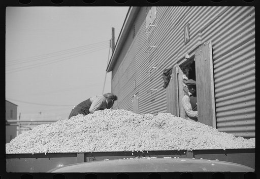 Untitled photo, possibly related to: Loading cotton seed from seed house into truck to be taken to cotton seed oil plant, Hopson Plantation Company, Clarksdale, Mississippi
