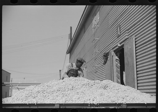 Loading cotton seed from seed house into truck to be taken to cotton seed oil plant, Hopson Plantation Company, Clarksdale, Mississippi