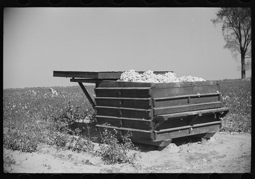 New-type cotton house where cotton is stored in field until enough is picked to be taken to gin in wagon loads, Hopson Plantation, Clarksdale, Mississippi