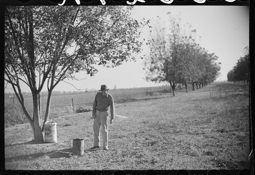 Untitled photo, possibly related to: Farmer on FSA (Farm Security Administration) project, Sunflower Plantation, Merigold, Mississippi Delta. Picking up pecan nuts in project grove, project families are going to sell them. Mississippi
