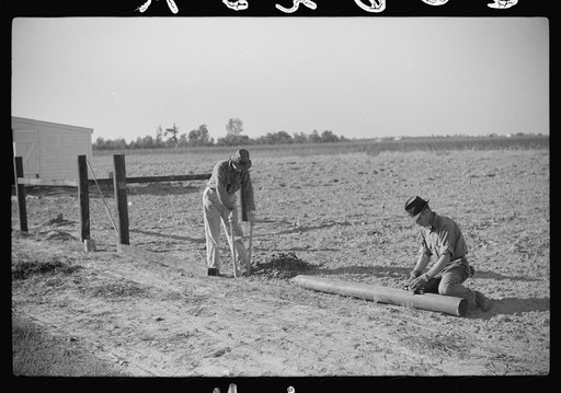 Untitled photo, possibly related to: Farmer on FSA (Farm Security Administration) project, Sunflower Plantation, Merigold, Mississippi Delta. Picking up pecan nuts in project grove, project families are going to sell them. Mississippi