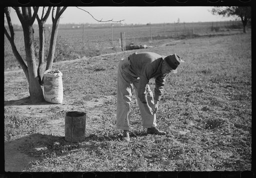 Farmer on FSA (Farm Security Administration) project, Sunflower Plantation, Merigold, Mississippi Delta. Picking up pecan nuts in project grove, project families are going to sell them. Mississippi