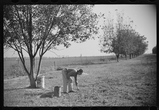 Untitled photo, possibly related to: Farmer on FSA (Farm Security Administration) project, Sunflower Plantation, Merigold, Mississippi Delta. Picking up pecan nuts in project grove, project families are going to sell them. Mississippi