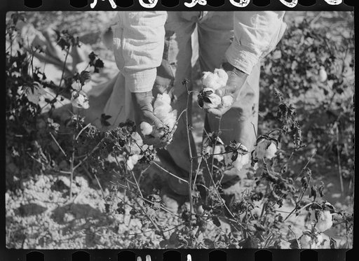 Untitled photo, possibly related to: Picking cotton on plantation outside Clarksdale, Mississippi Delta, Mississippi