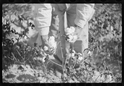 Untitled photo, possibly related to: Picking cotton on plantation outside Clarksdale, Mississippi Delta, Mississippi