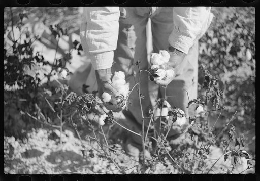 Picking cotton on plantation outside Clarksdale, Mississippi Delta, Mississippi