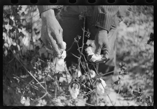 Untitled photo, possibly related to: Picking cotton on plantation outside Clarksdale, Mississippi Delta, Mississippi