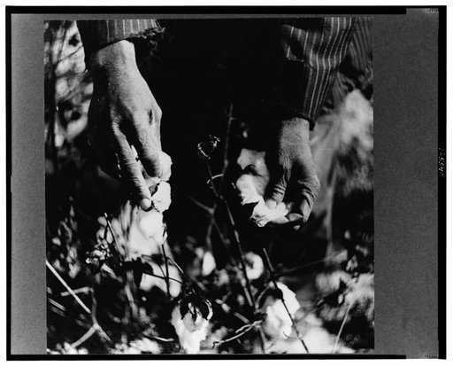 Picking cotton. Mileston Plantation, Mississippi Delta, Mississippi