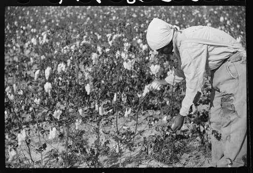 Untitled photo, possibly related to: Picking cotton on plantation outside Clarksdale, Mississippi Delta, Mississippi