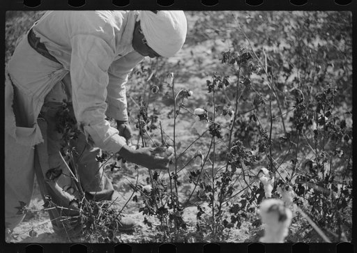 Untitled photo, possibly related to: Picking cotton on plantation outside Clarksdale, Mississippi Delta, Mississippi