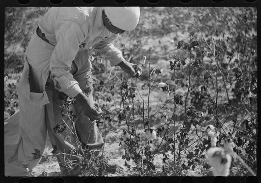 Picking cotton on plantation outside Clarksdale, Mississippi Delta, Mississippi