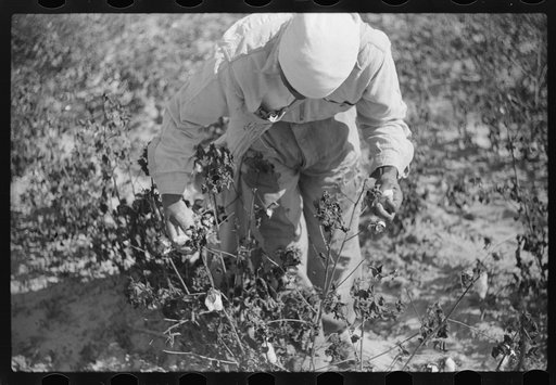 Picking cotton on plantation outside Clarksdale, Mississippi Delta, Mississippi