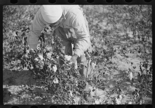Untitled photo, possibly related to: Picking cotton on plantation outside Clarksdale, Mississippi Delta, Mississippi