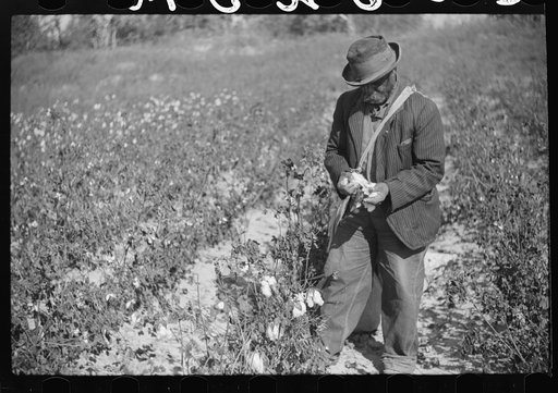 Untitled photo, possibly related to: Picking cotton outside Clarksdale, Mississippi Delta, Mississippi