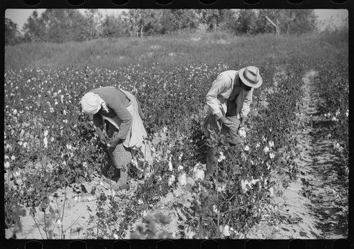 Untitled photo, possibly related to: Picking cotton on plantation outside Clarksdale, Mississippi Delta, Mississippi