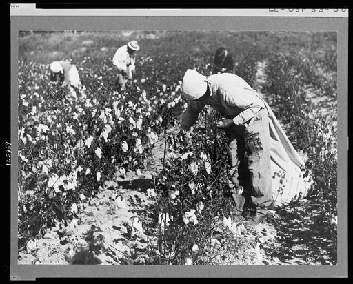 Picking cotton on plantation outside Clarksdale, Mississippi Delta, Mississippi