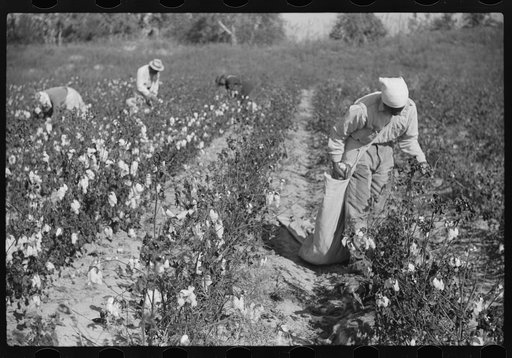 Untitled photo, possibly related to: Picking cotton on plantation outside Clarksdale, Mississippi Delta, Mississippi