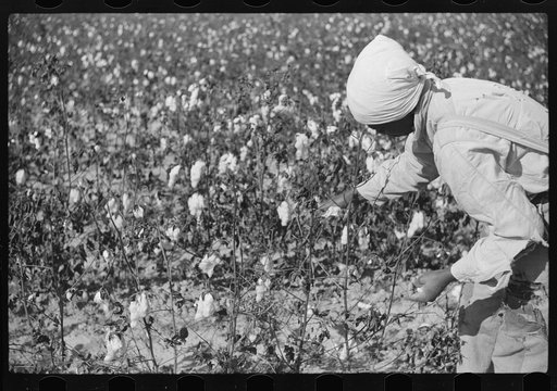 Untitled photo, possibly related to: Picking cotton on plantation outside Clarksdale, Mississippi Delta, Mississippi
