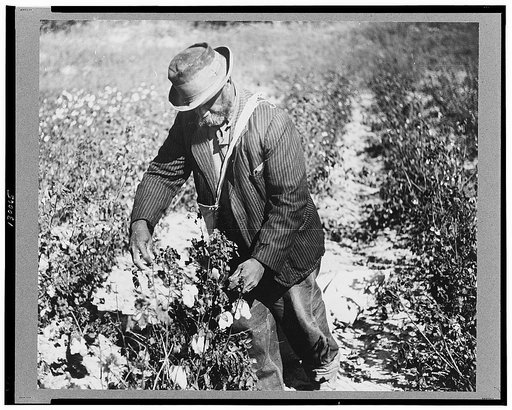 Picking cotton outside Clarksdale, Mississippi Delta, Mississippi