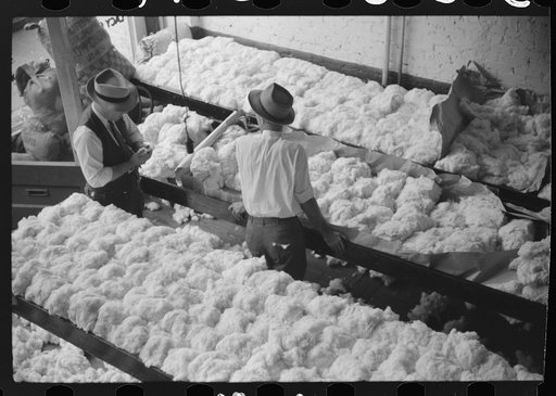 Untitled photo, possibly related to: Sampling cotton in classing room of cotton factor's office. Memphis, Tennessee