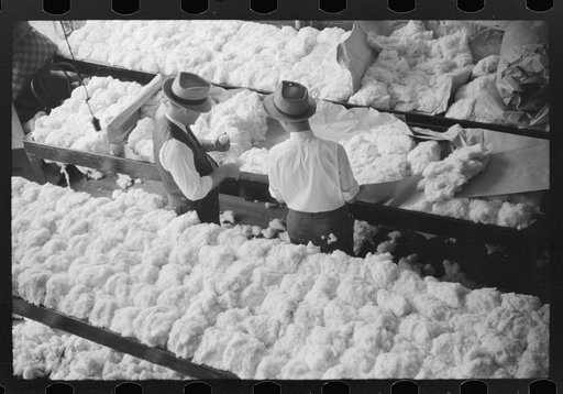 Sampling and classing cotton in classing rooms of cotton factor's office, Memphis, Tennessee