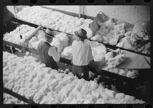 Untitled photo, possibly related to: Sampling and classing cotton in classing rooms of cotton factor's office, Memphis, Tennessee