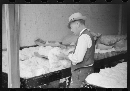 Sampling and classing cotton in classing rooms of cotton factor's office, Memphis, Tennessee