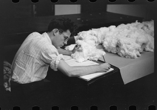 Classing cotton in factor's office, Memphis, Tennessee