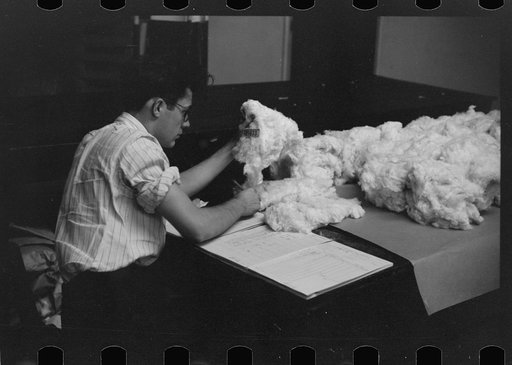 Untitled photo, possibly related to: Classing cotton in factor's office, Memphis, Tennessee