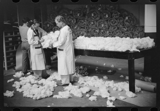 Untitled photo, possibly related to: Classing cotton in factor's office, Memphis, Tennessee