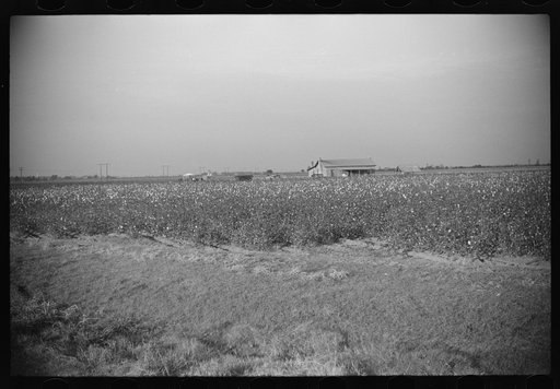 Untitled photo, possibly related to: Negroes returning home after cotton picking, Sunflower Plantation, FSA (Farm Security Administration) project, Merigold, Mississippi