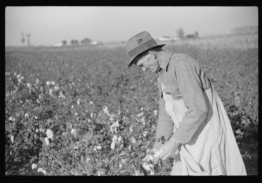 Farmer picking cotton on Sunflower Plantation, FSA (Farm Security Administration) project, Merigold, Mississippi