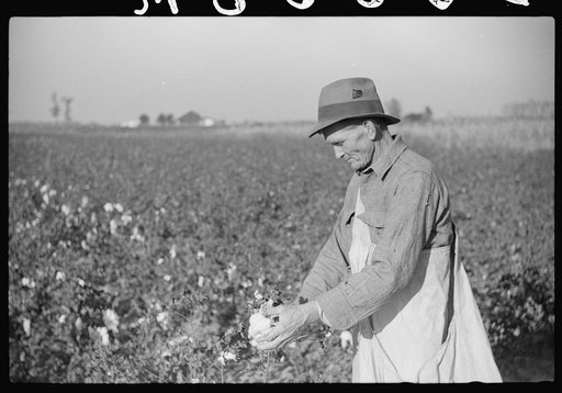 Untitled photo, possibly related to: Farmer picking cotton on Sunflower Plantation, FSA (Farm Security Administration) project, Merigold, Mississippi