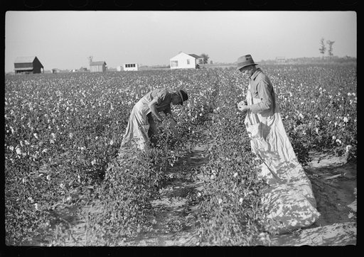 Farmer and son picking cotton on Sunflower Plantation, FSA (Farm Security Administration) project, Merigold, Mississippi