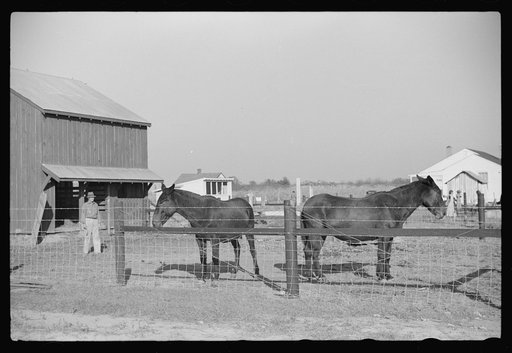 Mules belonging to farmer on Sunflower Plantation, FSA (Farm Security Administration) project, Merigold, Mississippi