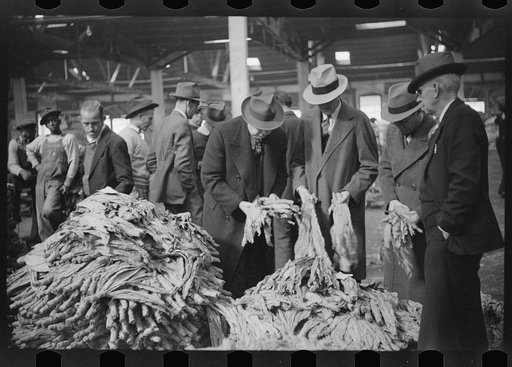 Buyers looking at tobacco in warehouse during auction sales, Durham, North Carolina