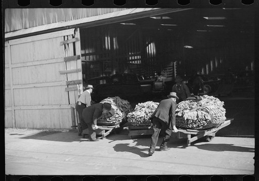 Taking tobacco into warehouse for auction, Durham, North Carolina