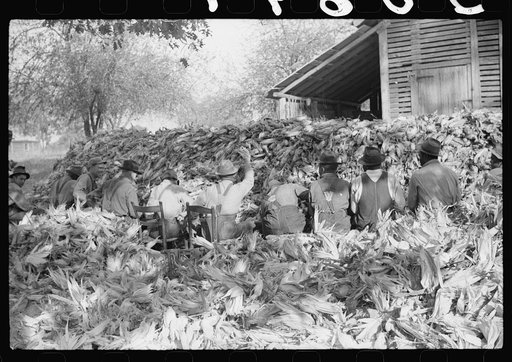 Untitled photo, possibly related to: Corn shucking on farm near the Fred Wilkins place, Granville County, North Carolina