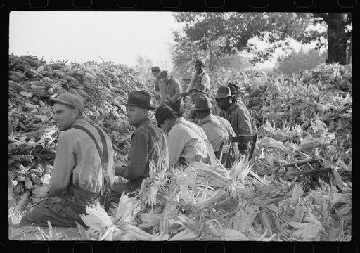 Untitled photo, possibly related to: Corn shucking on farm near the Fred Wilkins place, Granville County, North Carolina