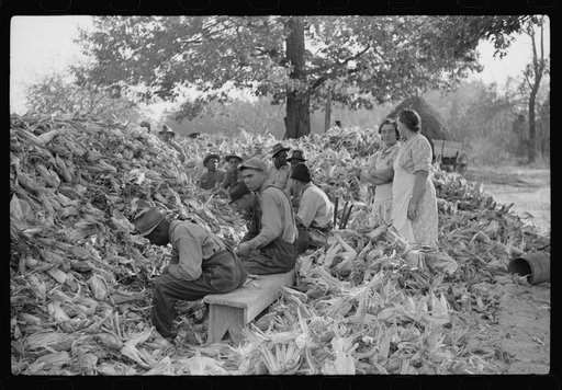 Untitled photo, possibly related to: Corn shucking on farm near the Fred Wilkins place, Granville County, North Carolina