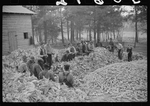 Corn shucking on farm near the Fred Wilkins place, Granville County, North Carolina