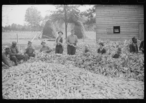 Corn shucking on farm near the Fred Wilkins place, Granville County, North Carolina