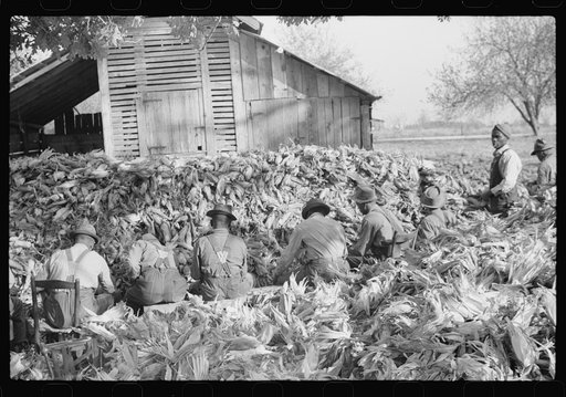 Untitled photo, possibly related to: Corn shucking on Uncle Henry Garrett's place, Negro tenant of Mr. Fred Wilkins. White women don't go to Negro shucking to help with the cooking but white men are fed by Negro women just the same as at other shucking week previous at Mr. Fred Wilkins' home. Tally 